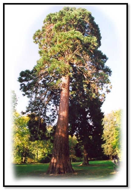 Der große Redwood